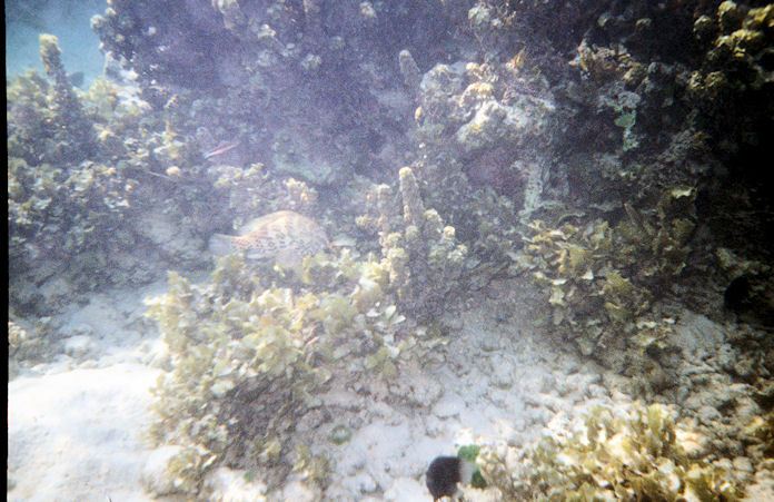 Seychellen Unterwasser-019.jpg